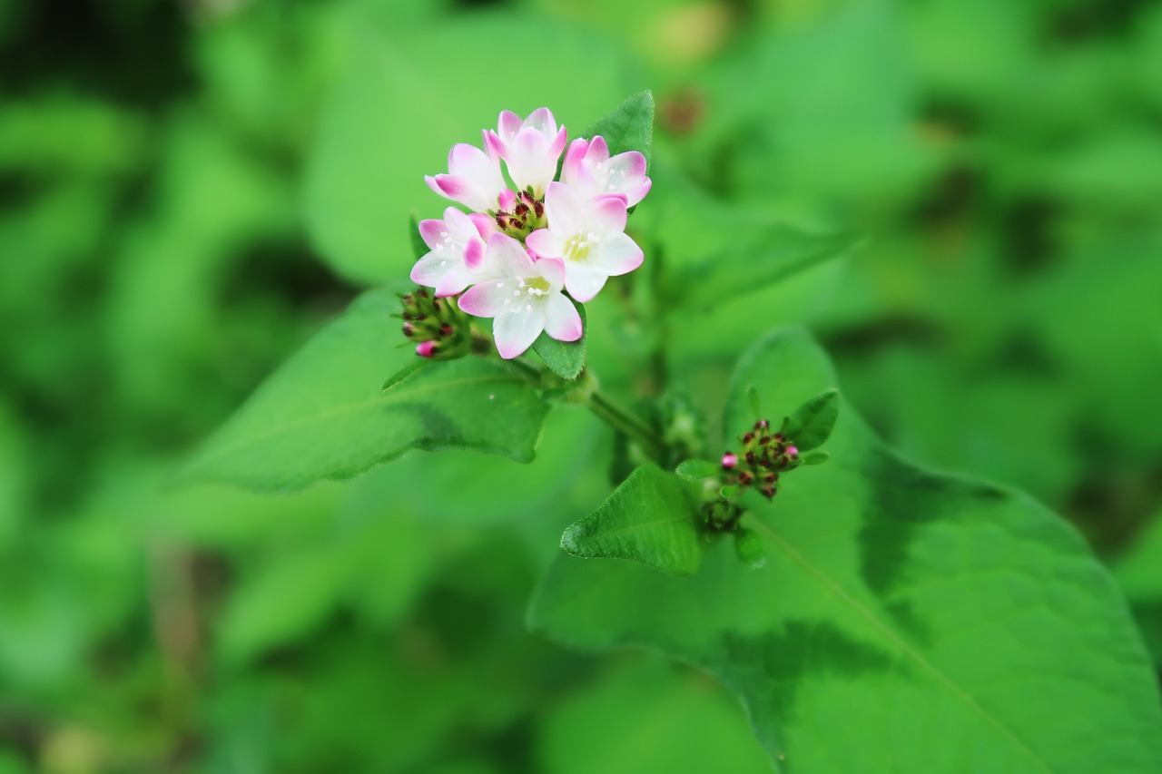 plants green flowers free photo