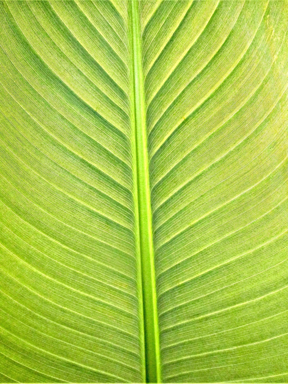 plants banana leaf texture free photo