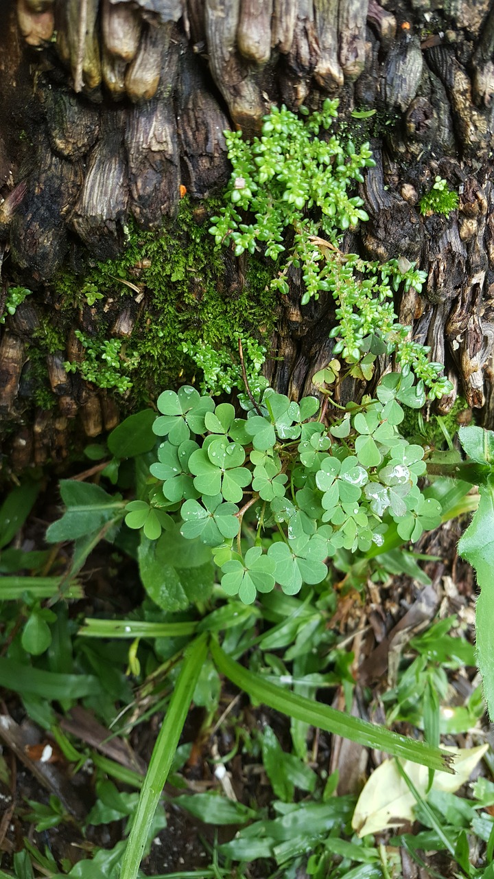 plants tree nature free photo