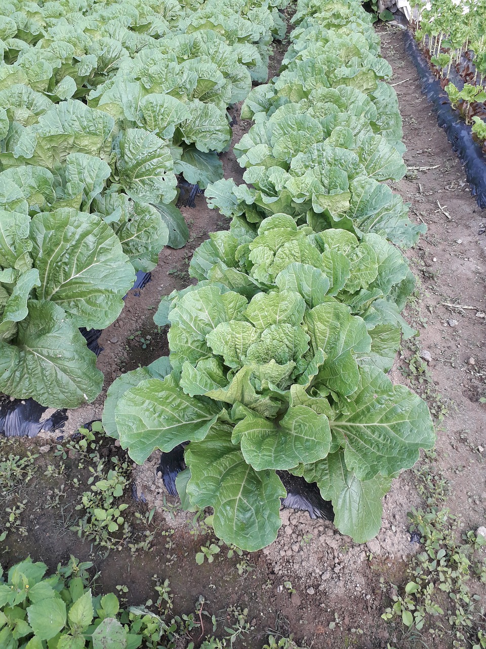 plants crop chinese cabbage free photo