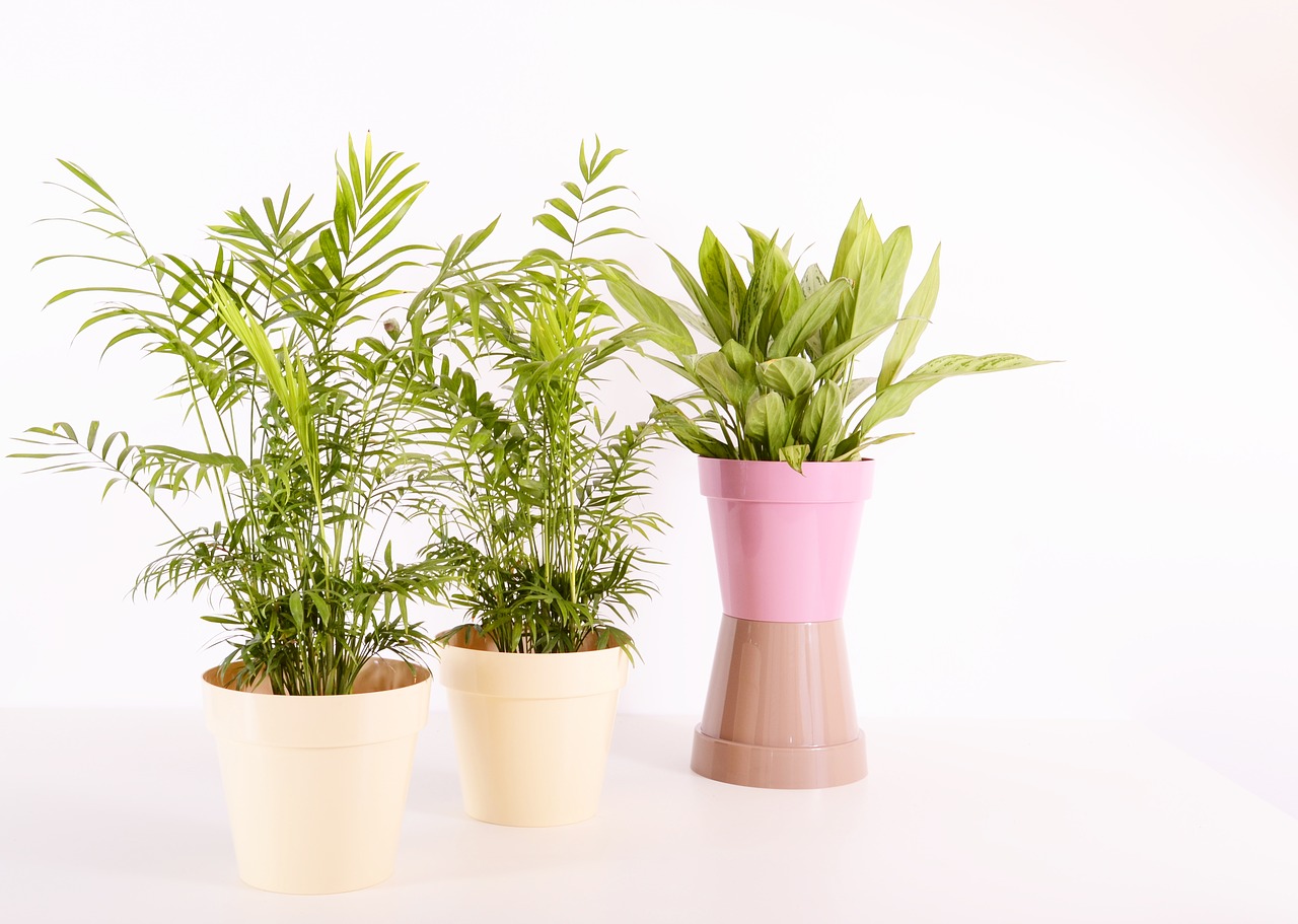 plants flowerpot plastic free photo