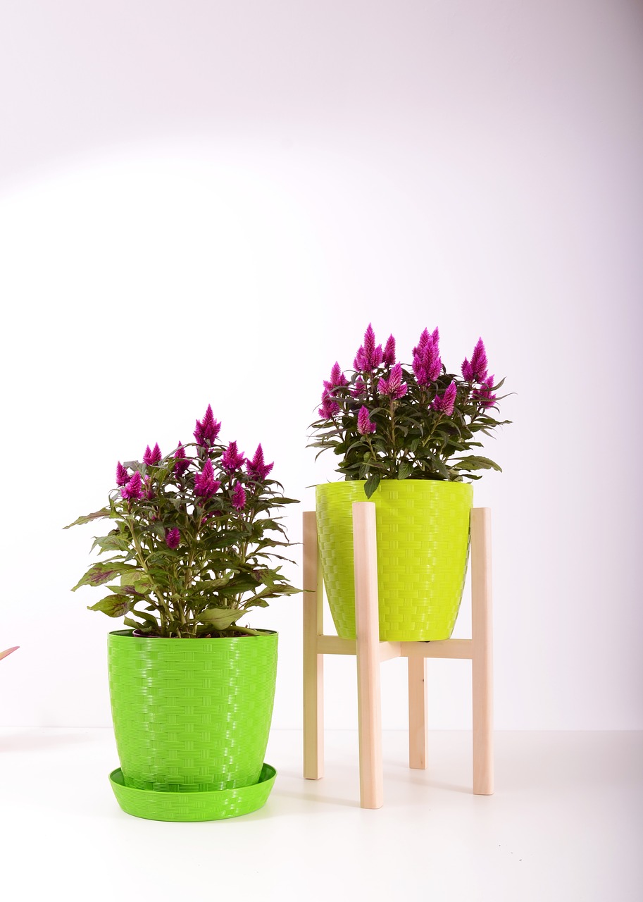 plants flowerpot plastic free photo