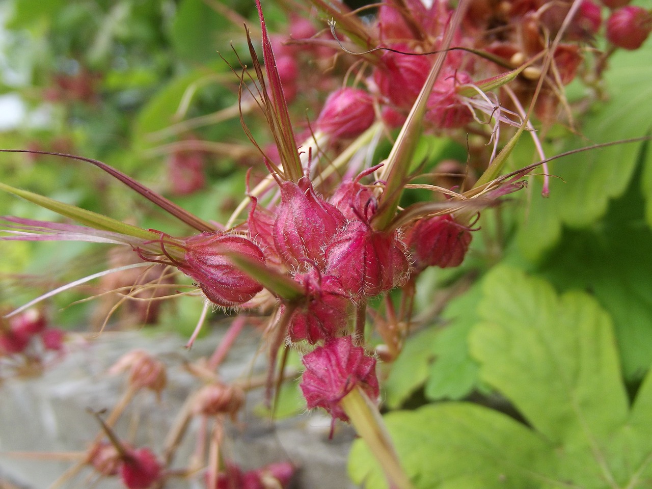 plants macro pink free photo