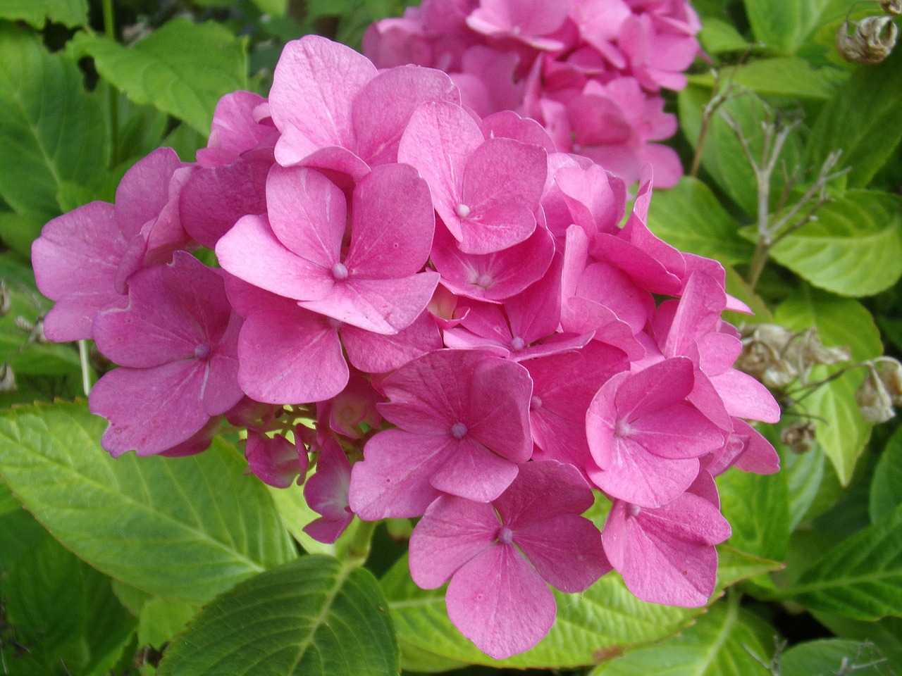 plants macro pink free photo