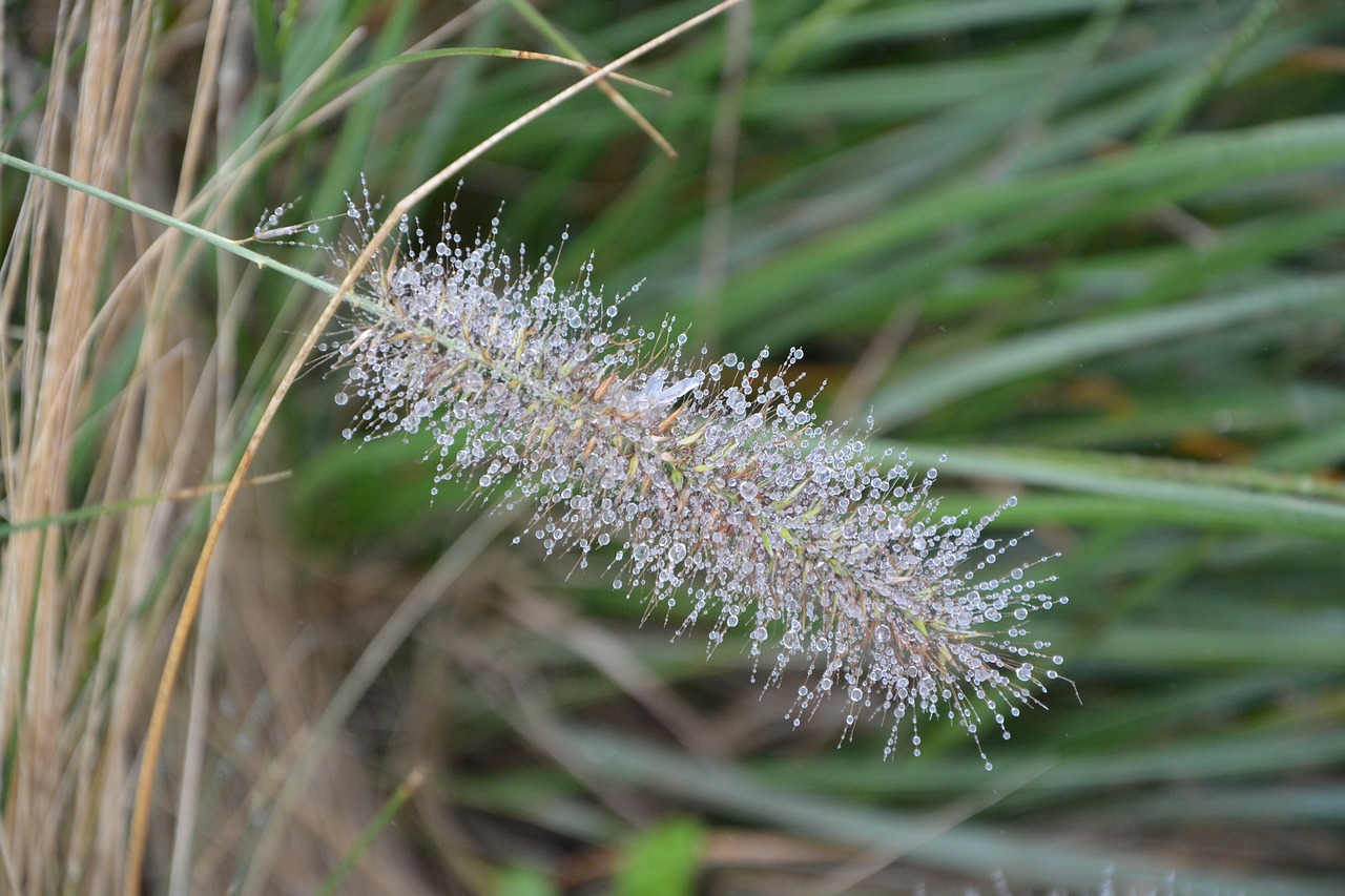 plants grass plant free photo