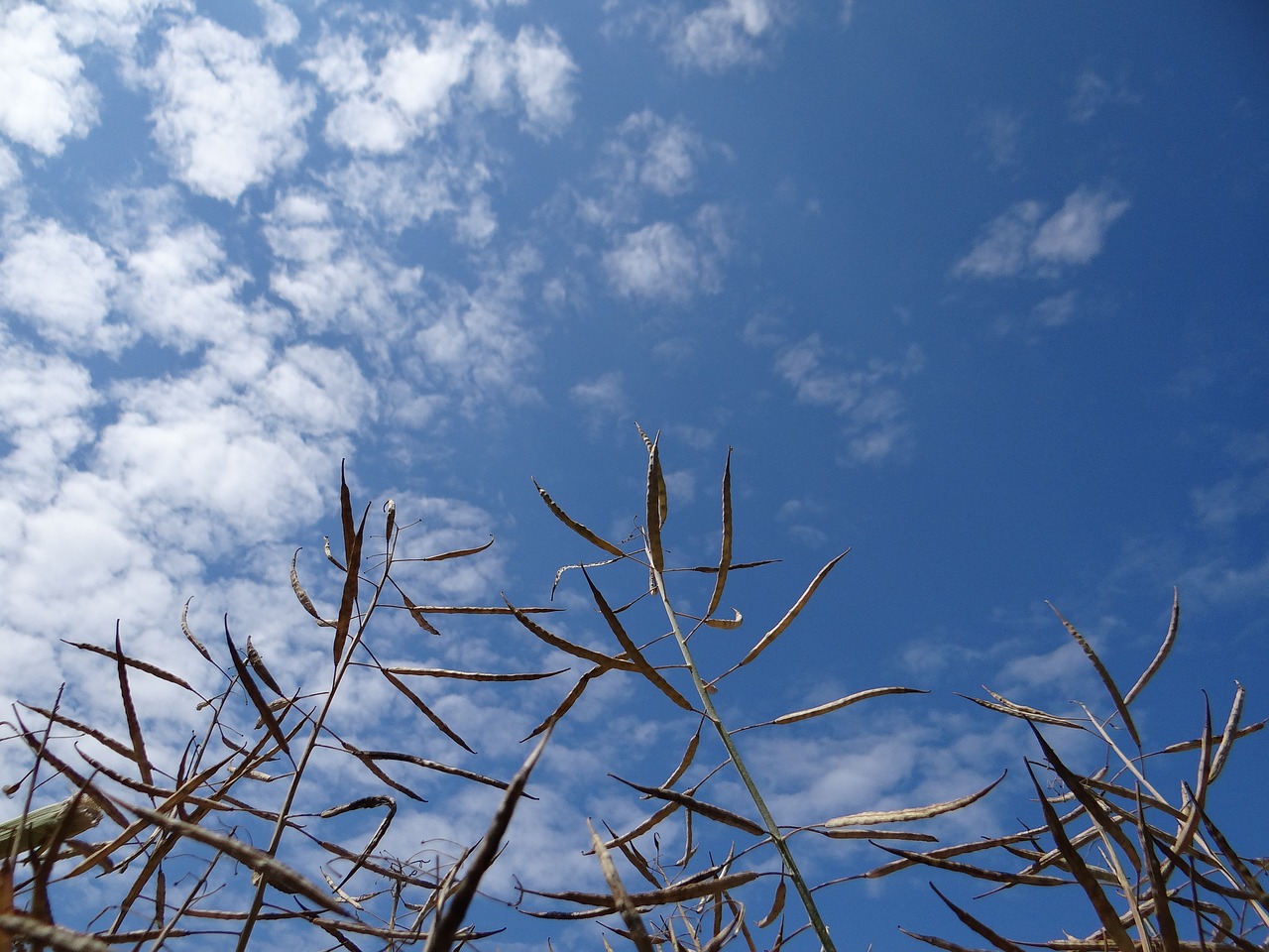 plants sky the clouds free photo