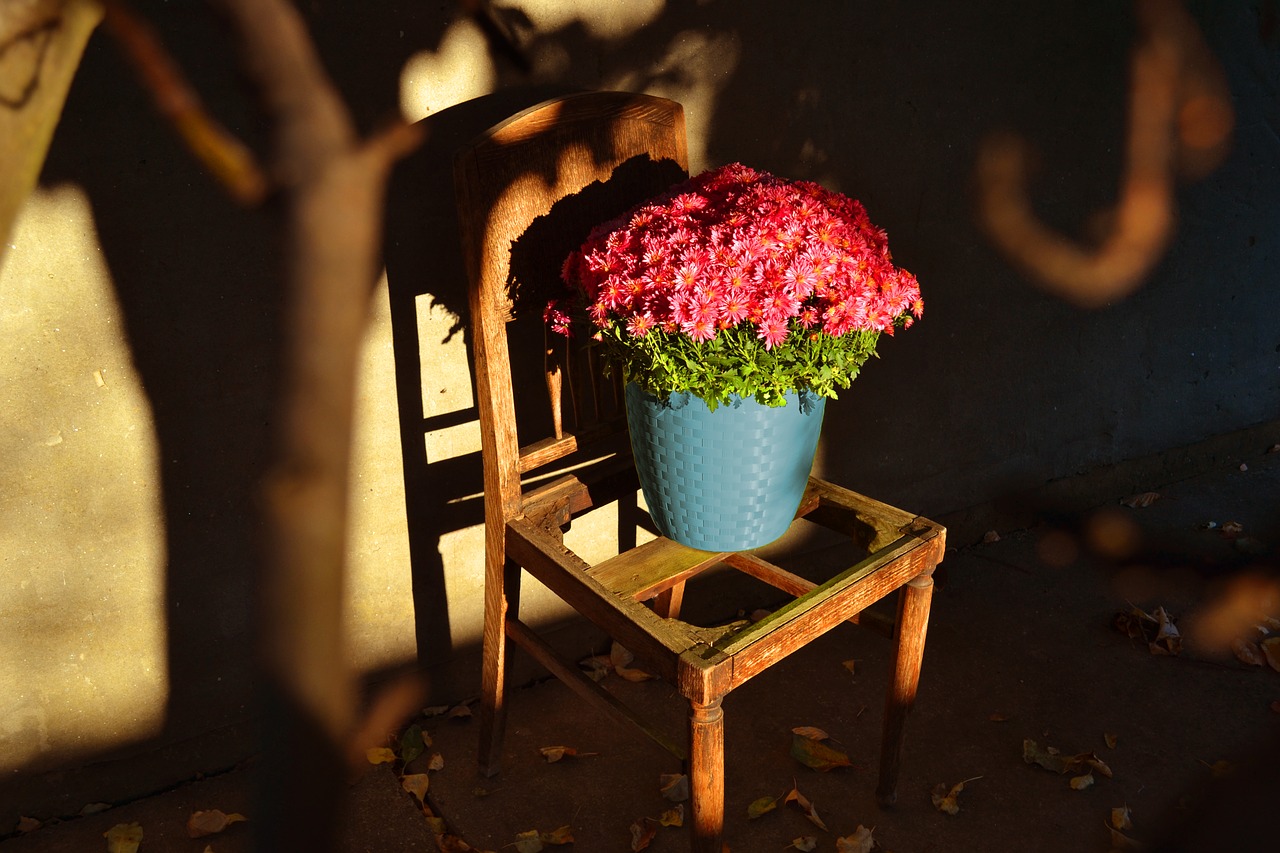 plants flower flowerpots free photo