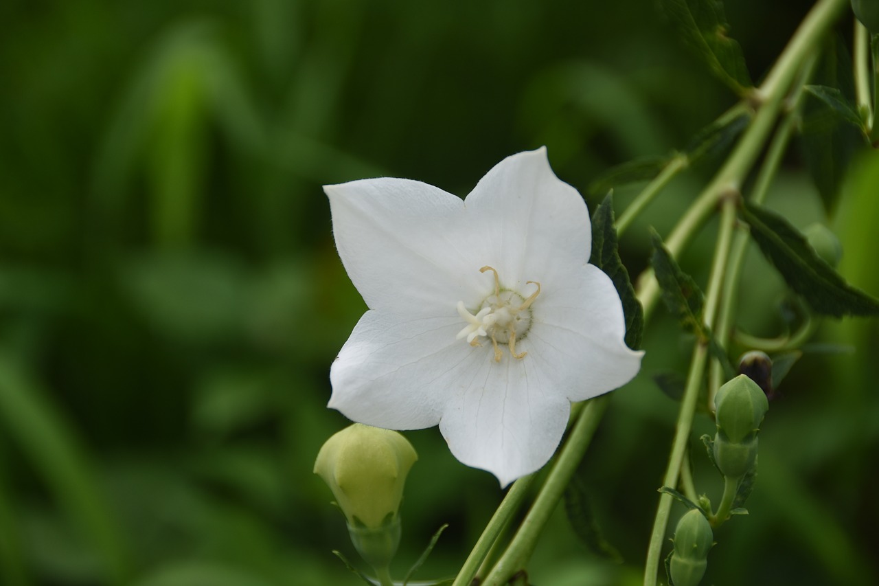 plants flowers nature free photo