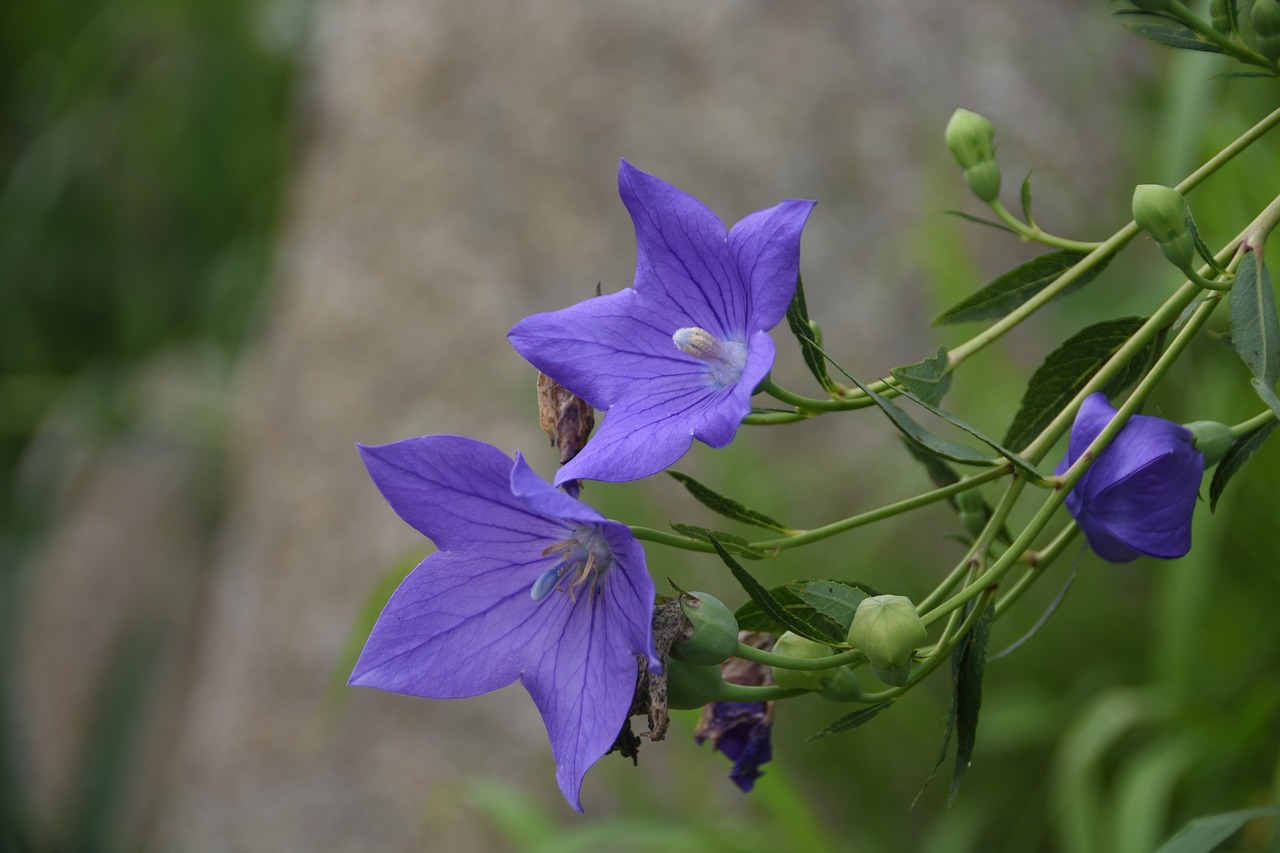 plants flowers nature free photo