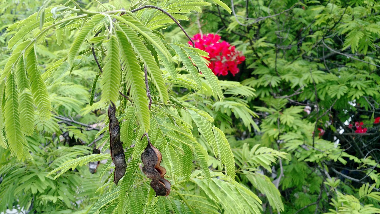 plants leaves tree free photo