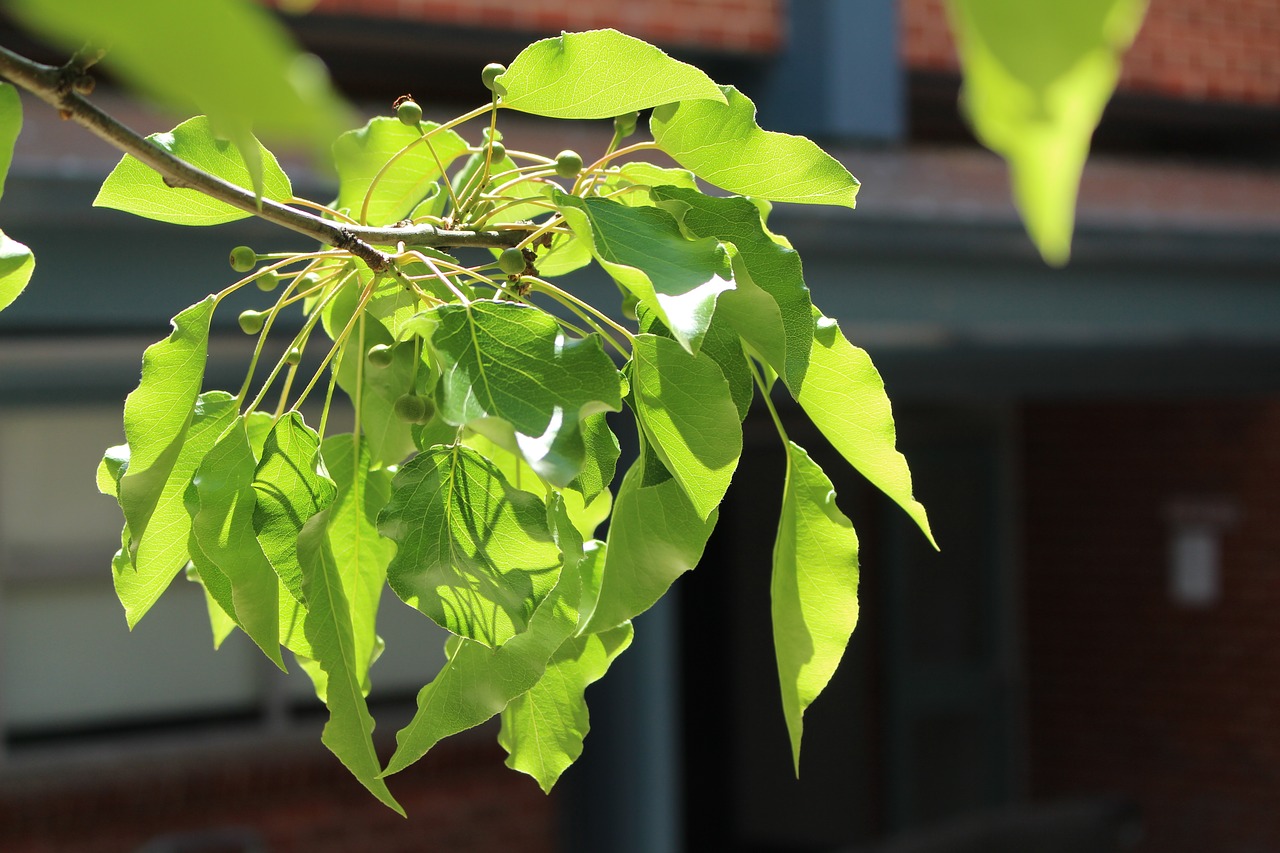 plants green nature free photo