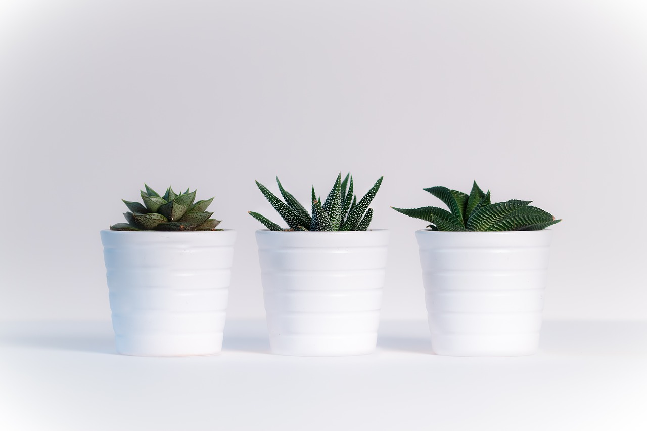 plants sheet white background free photo