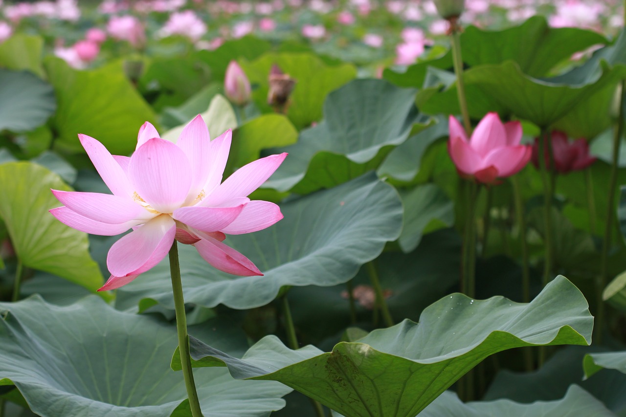 plants lotus aquatic free photo