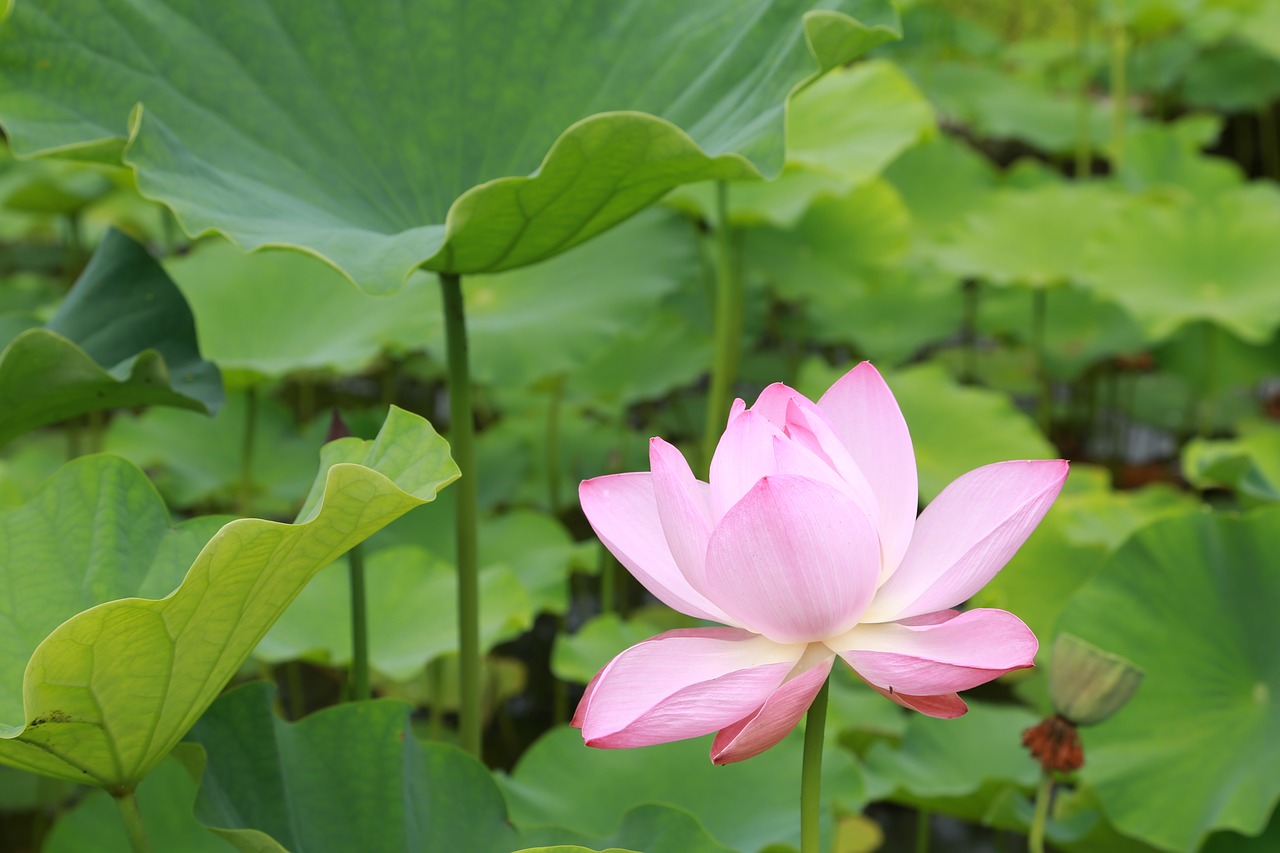 plants lotus aquatic free photo