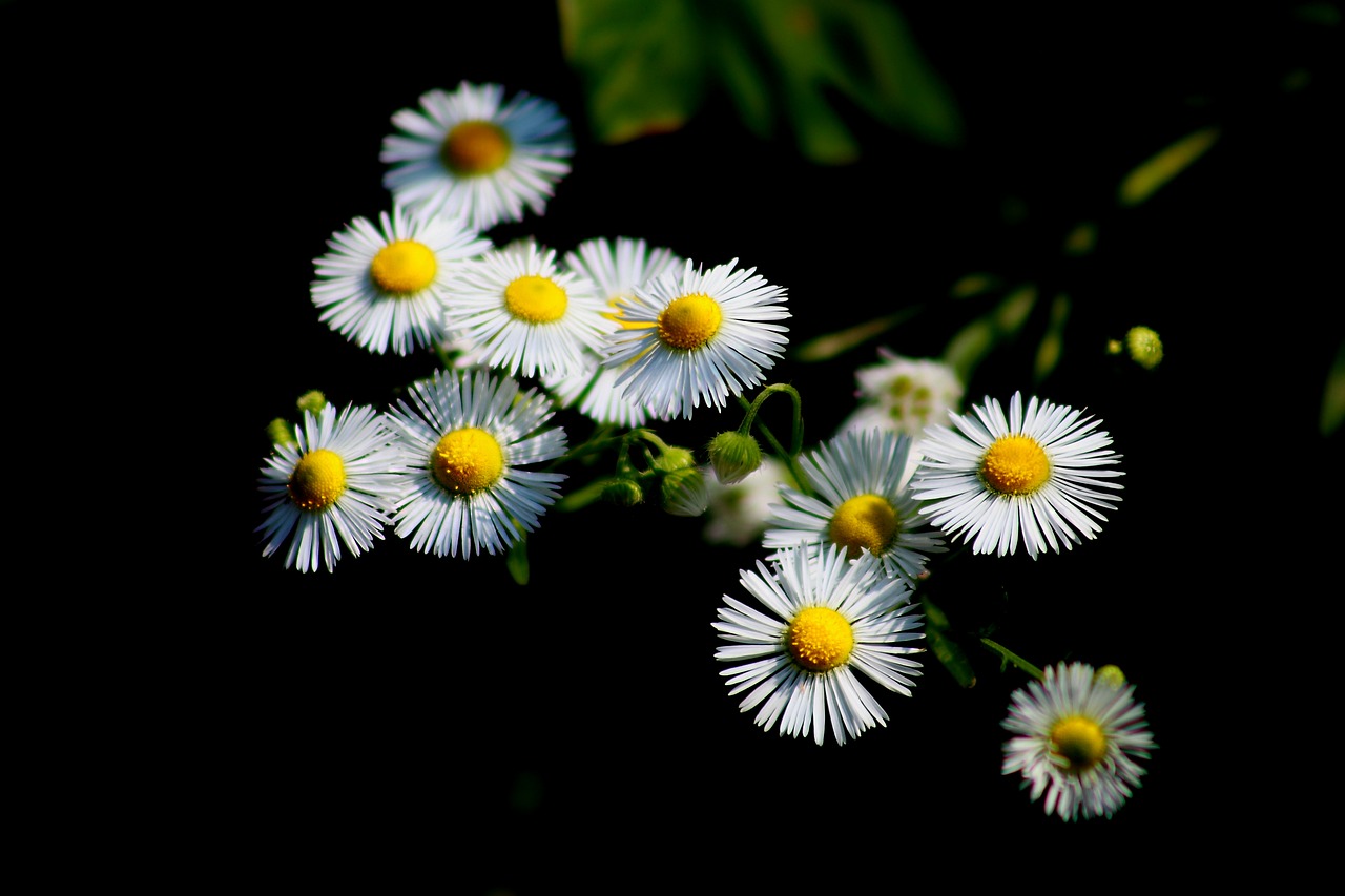 plants  flowers  green free photo