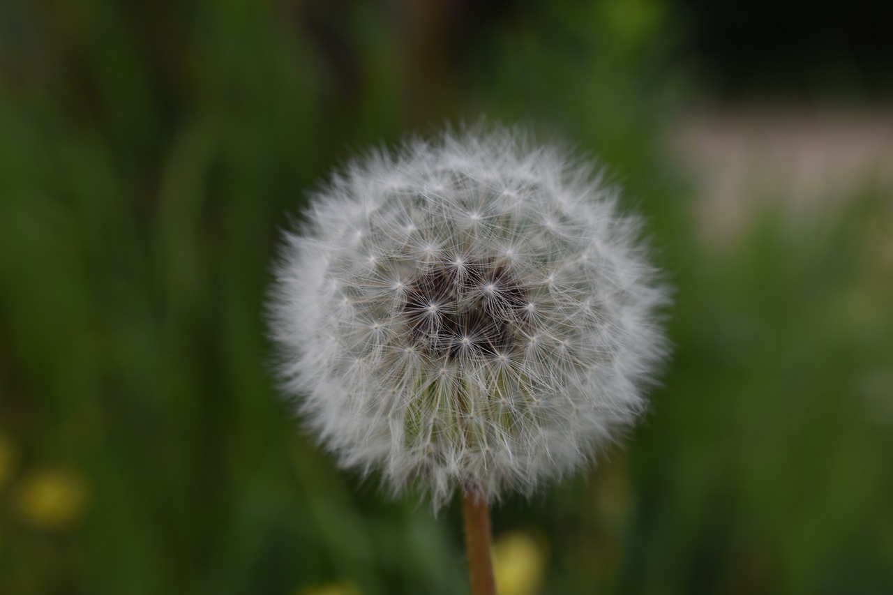 plants  flowers  dandelion free photo