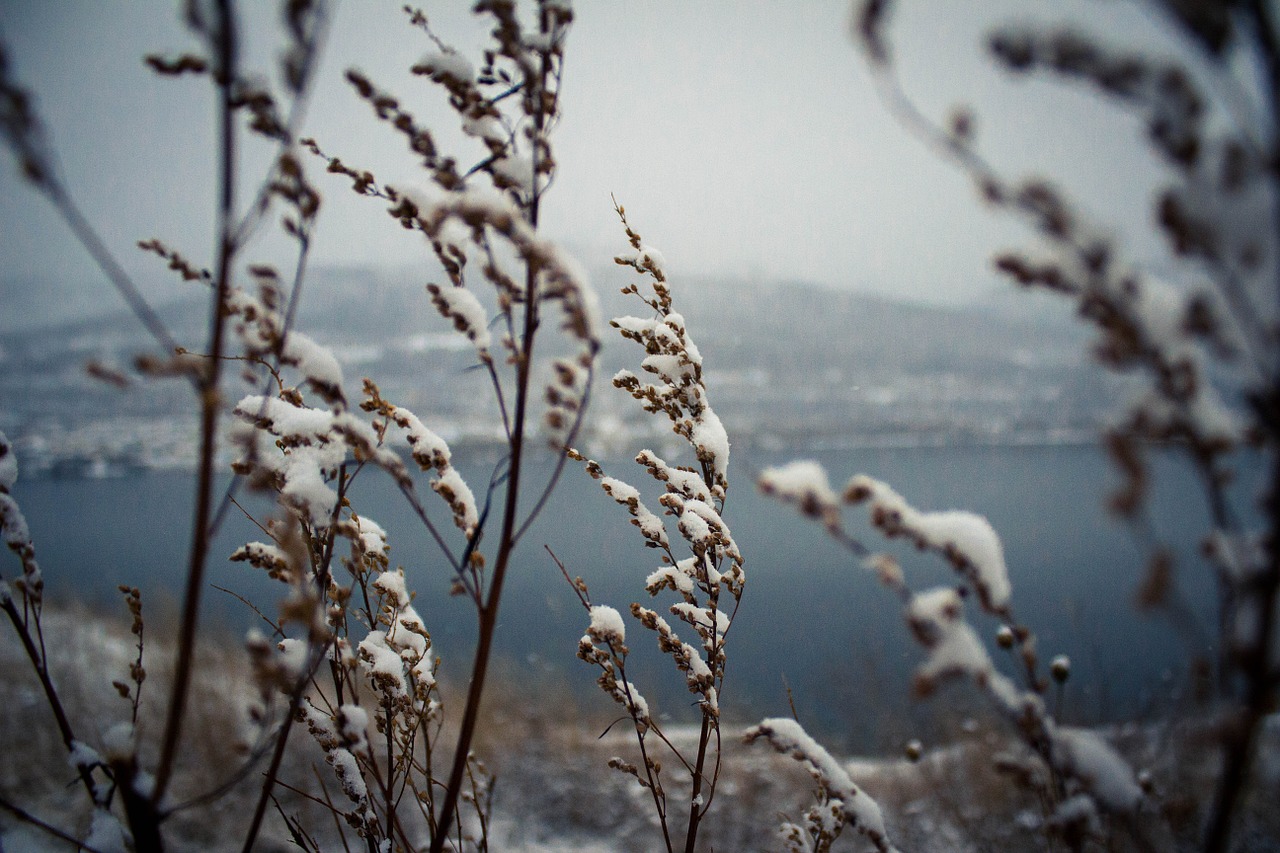 plants wind snow free photo