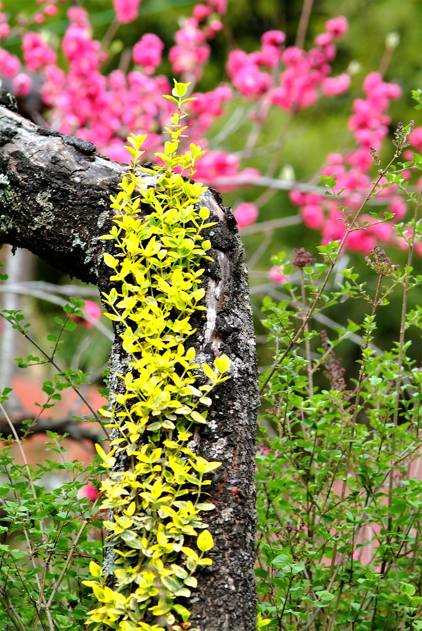 plants  becoming  nature free photo