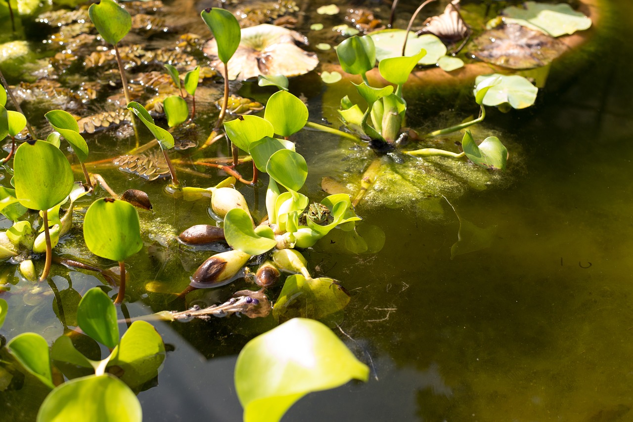 plants  water lily  pond free photo