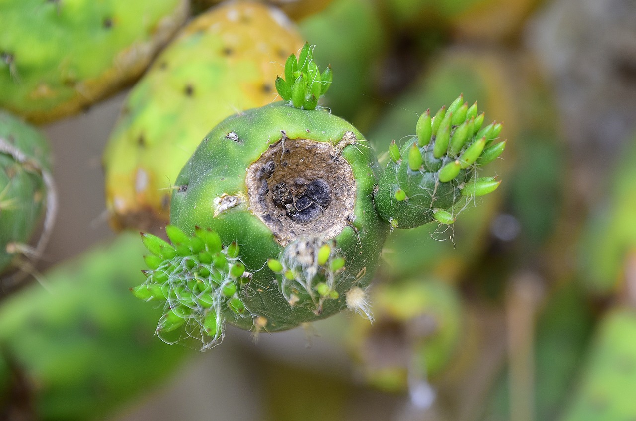 plants  cactus  vegetable free photo