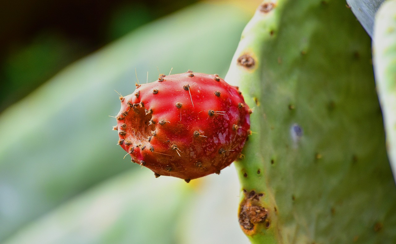 plants  cactus  vegetable free photo