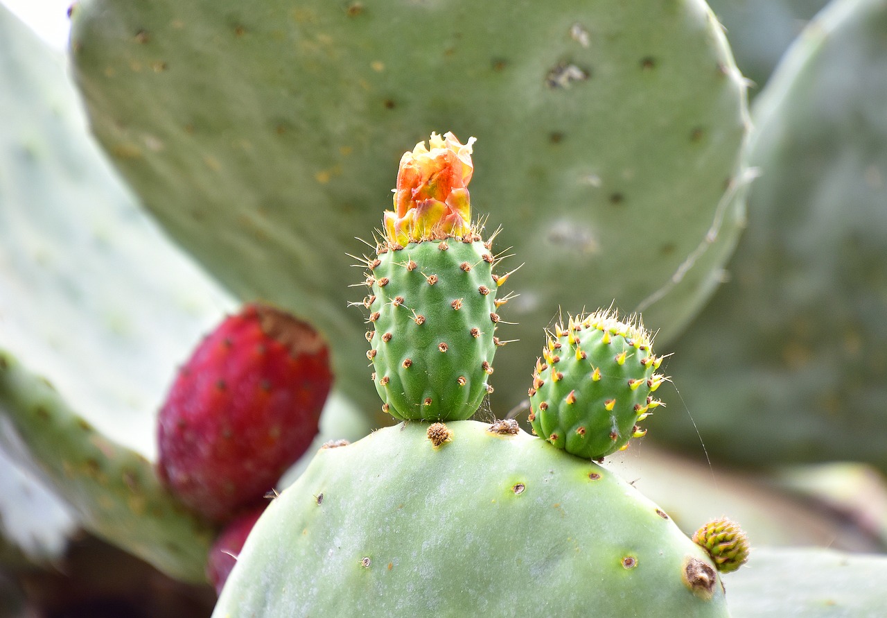 Download free photo of Plants, cactus, vegetable, flowering cactus