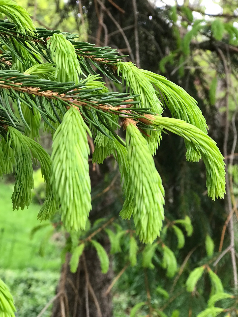 plants  garden  nature free photo