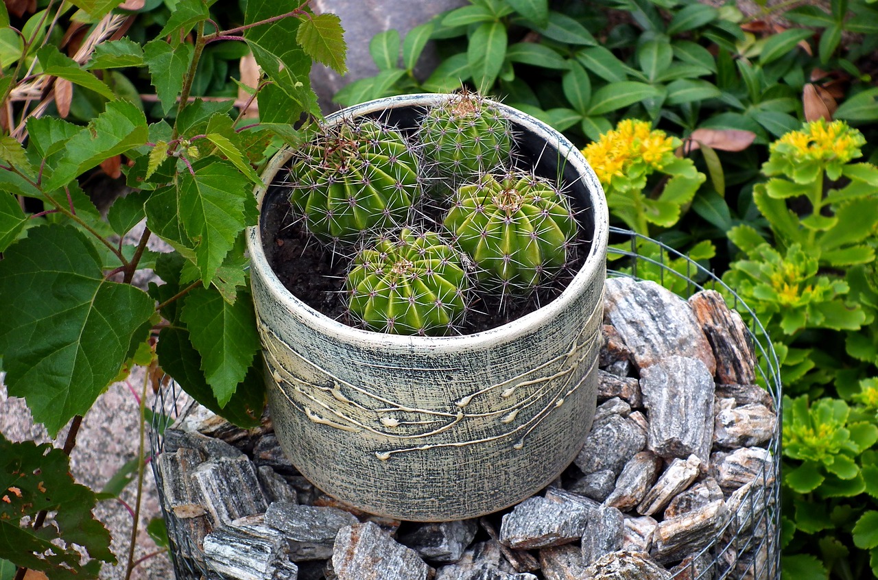 plants  cacti  flower pot free photo