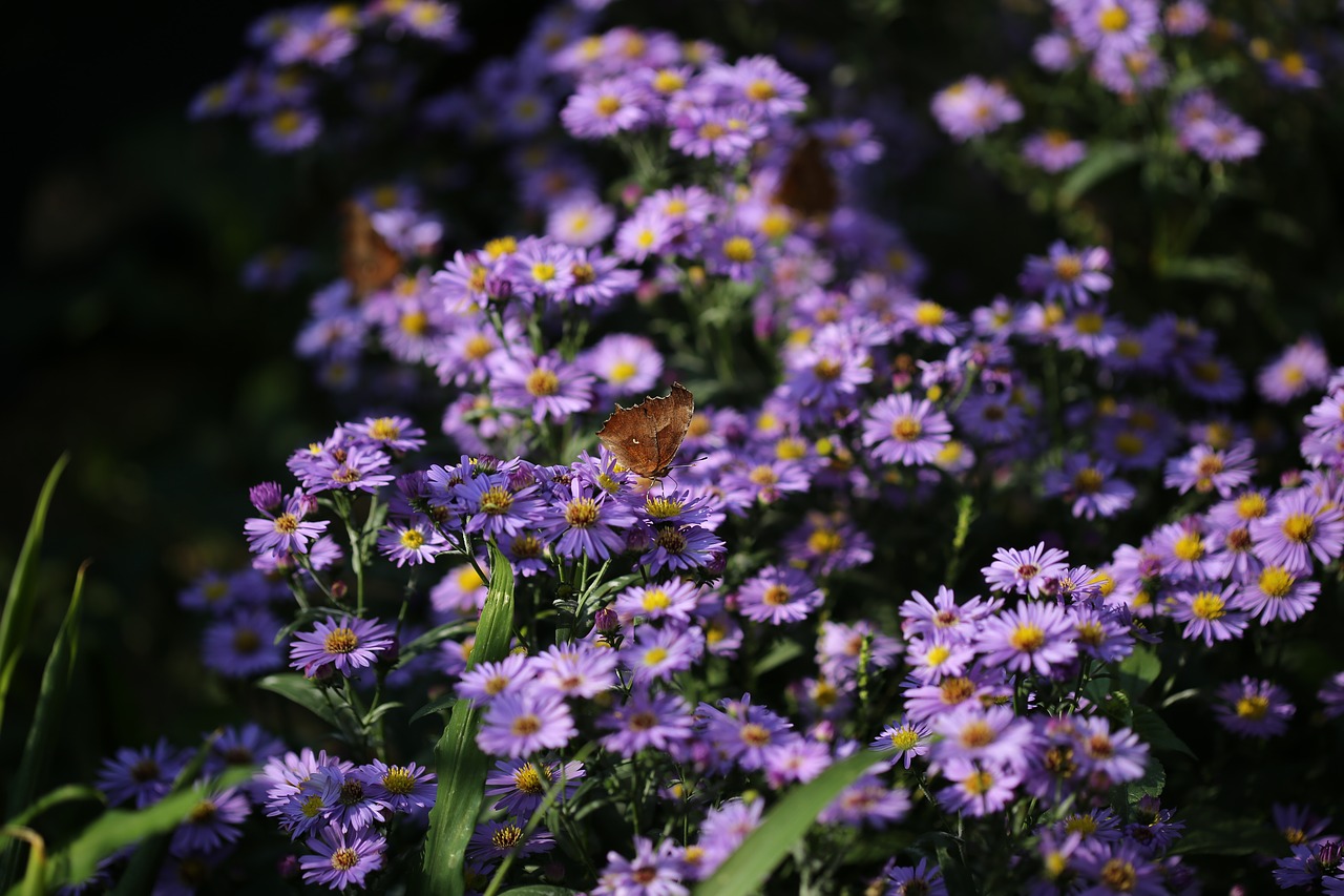 plants  flowers  michaelmas daisy free photo