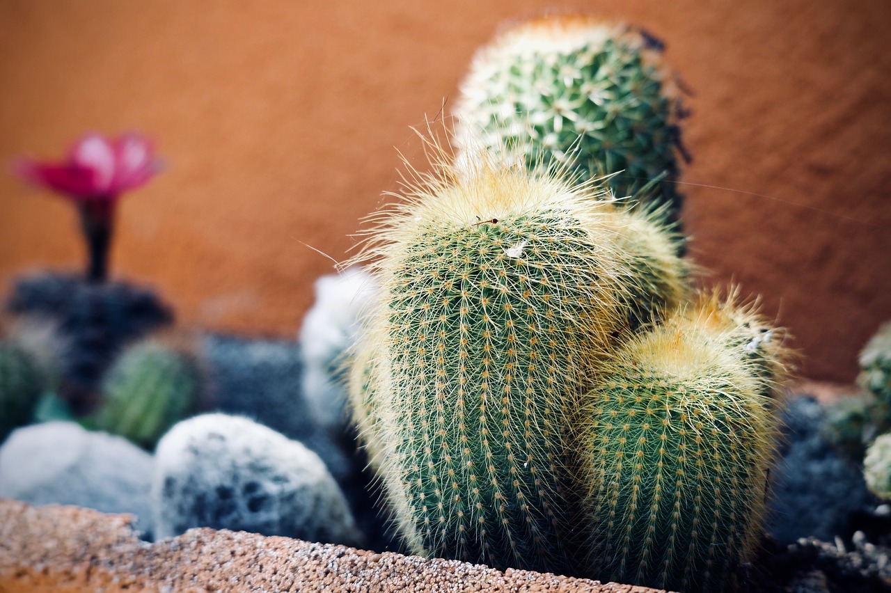 plants  fat plants  cactus free photo