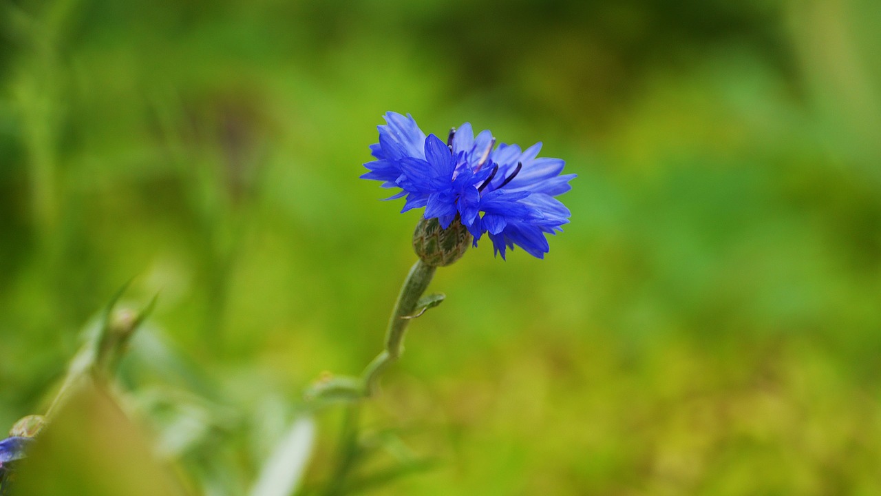 plants  nature  leaf free photo