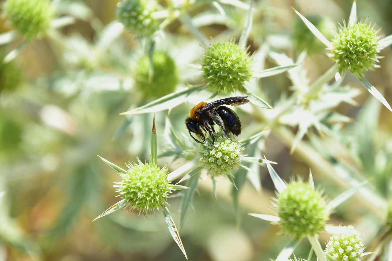 plants  garden  insects free photo