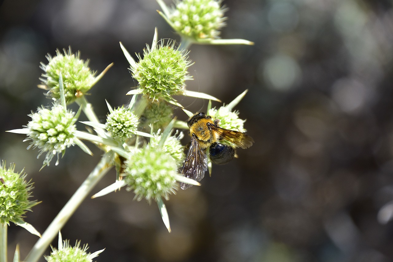 plants  garden  insects free photo