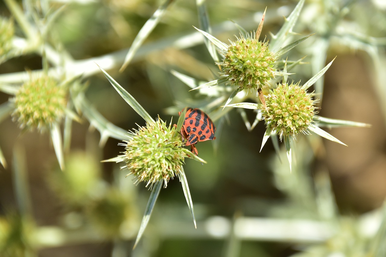 plants  garden  insects free photo