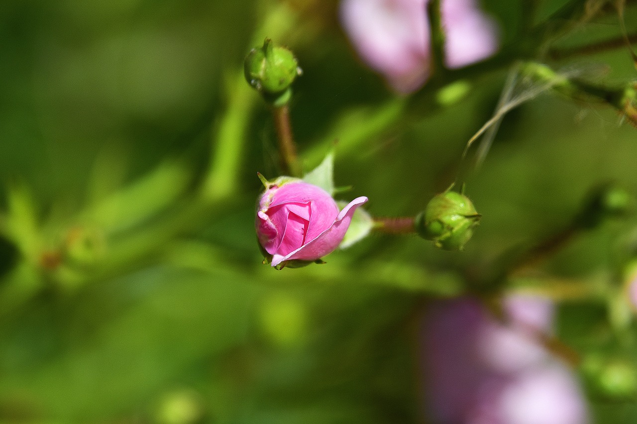 plants  garden  flora free photo