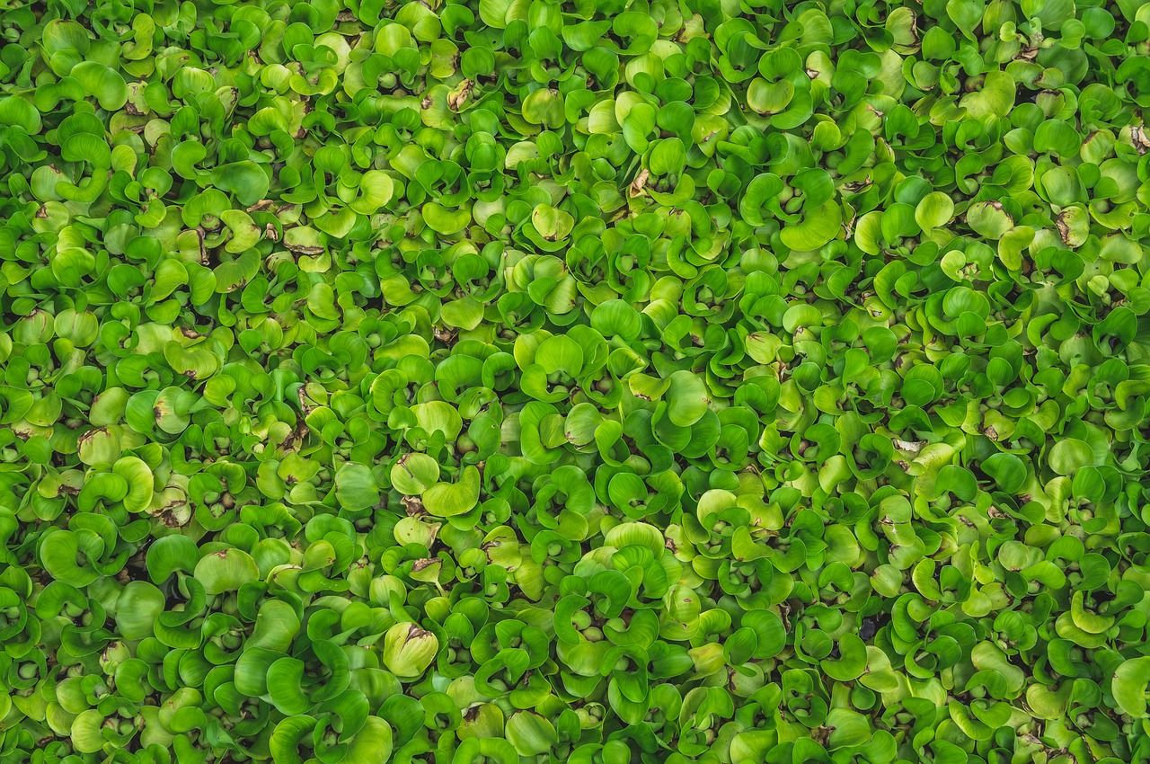 plants  hyacinth  lotus free photo