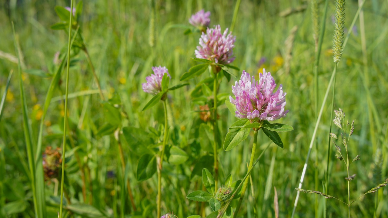 plants  green  flower free photo