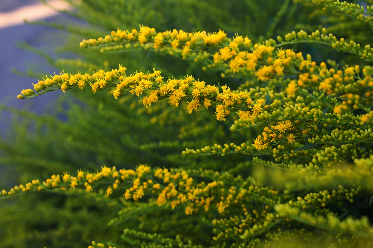 plants  flowers  bloom free photo