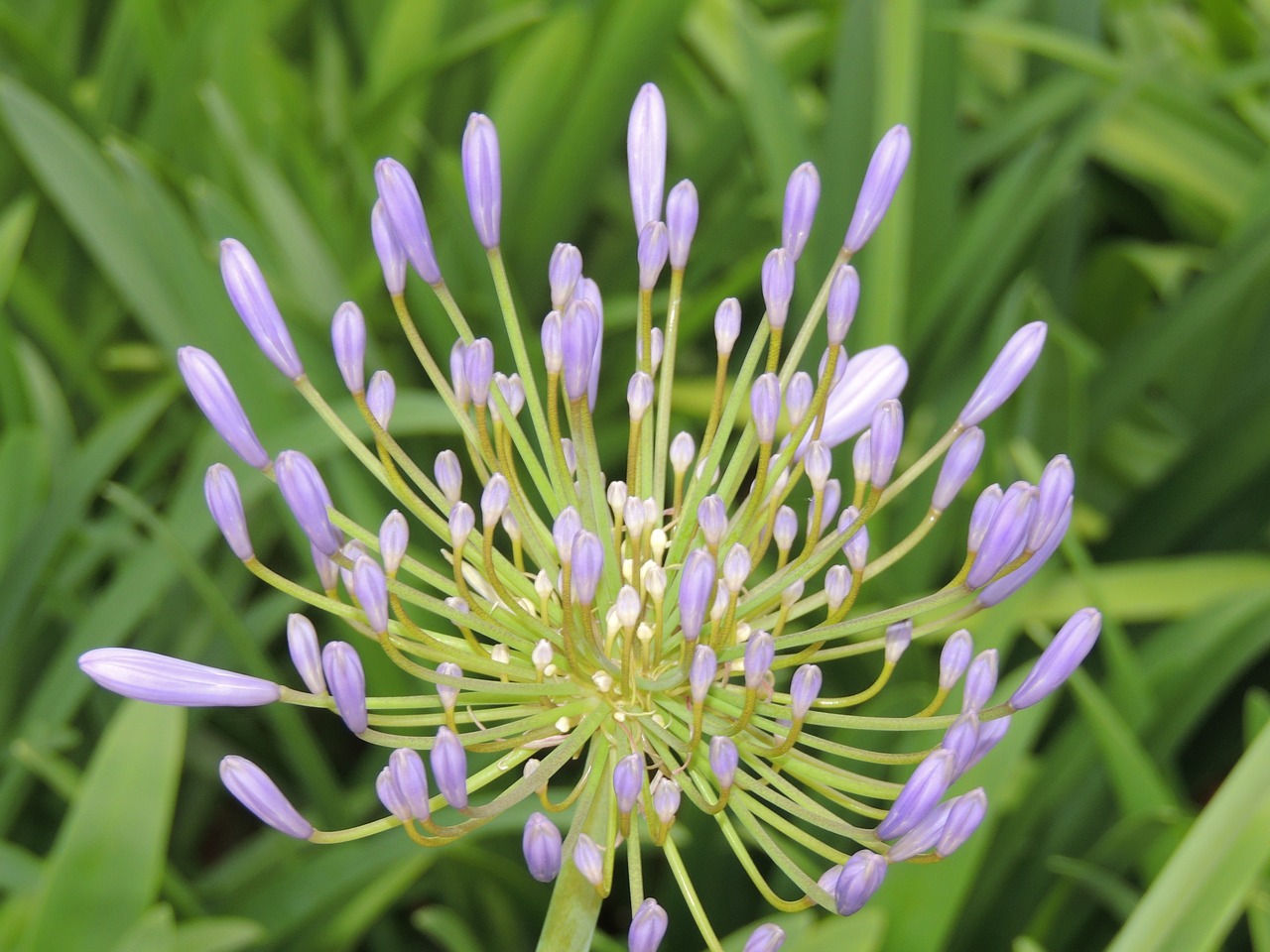 plants flowers nature free photo