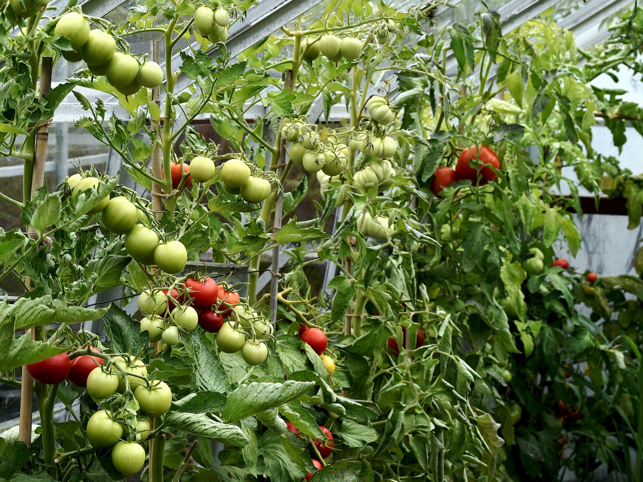 plants  greenhouse  tomatoes free photo