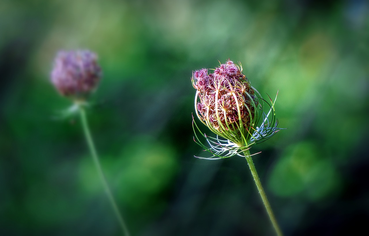 plants  botany  cotton thistle free photo