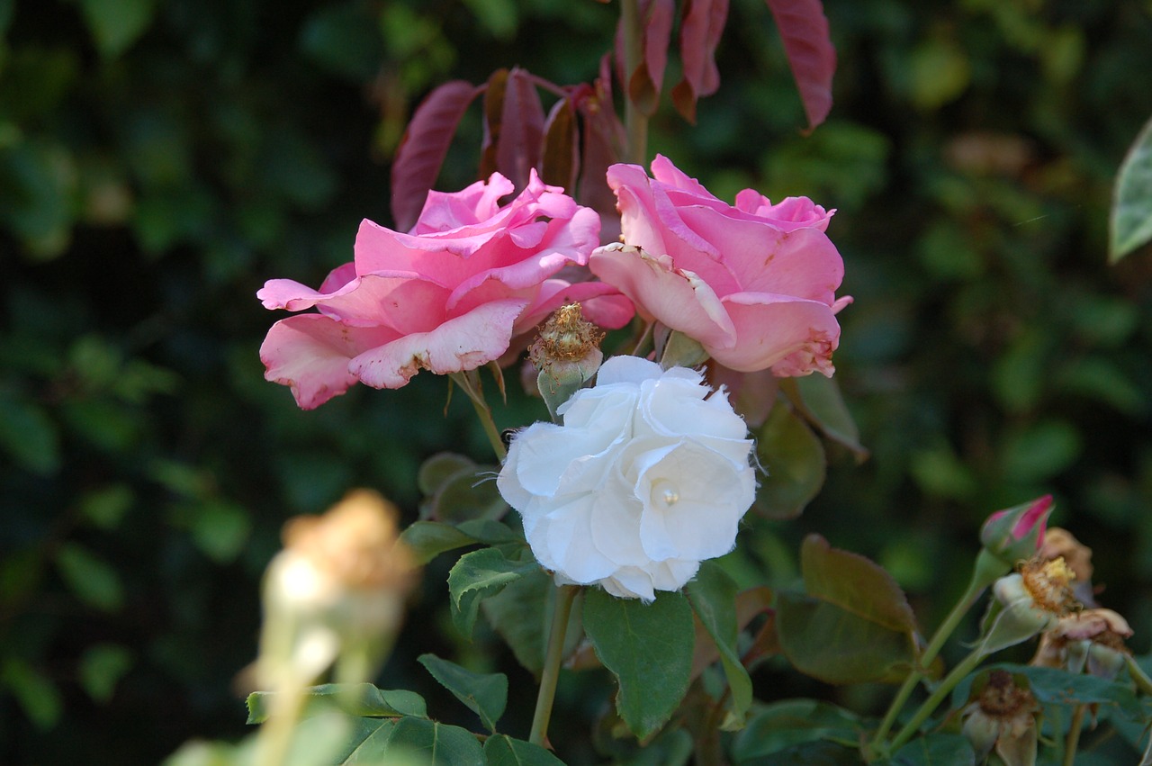 plants  flower  pink free photo