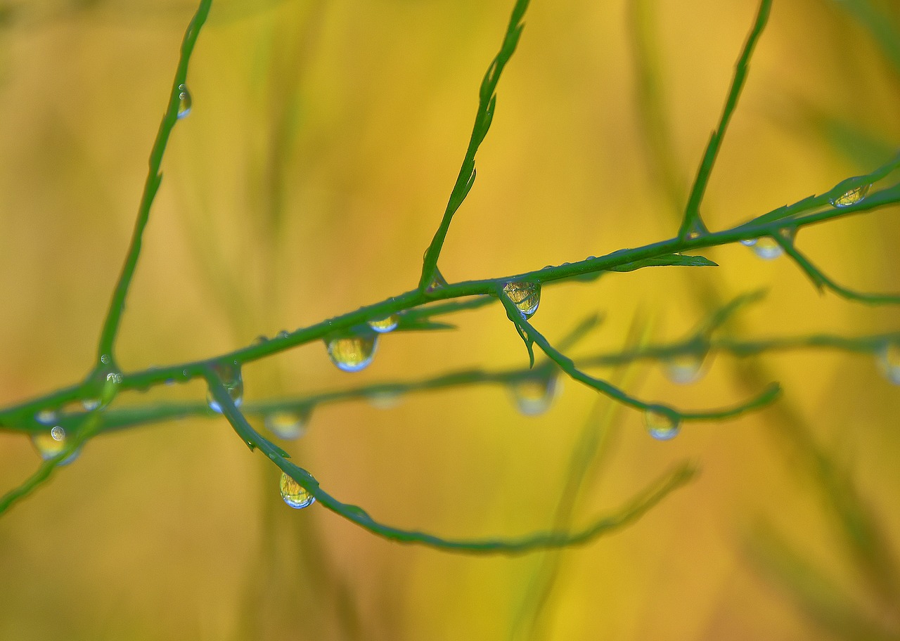 plants  branches  water free photo