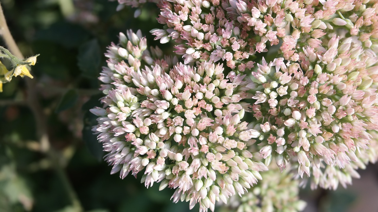 plants  small flowers  nature free photo