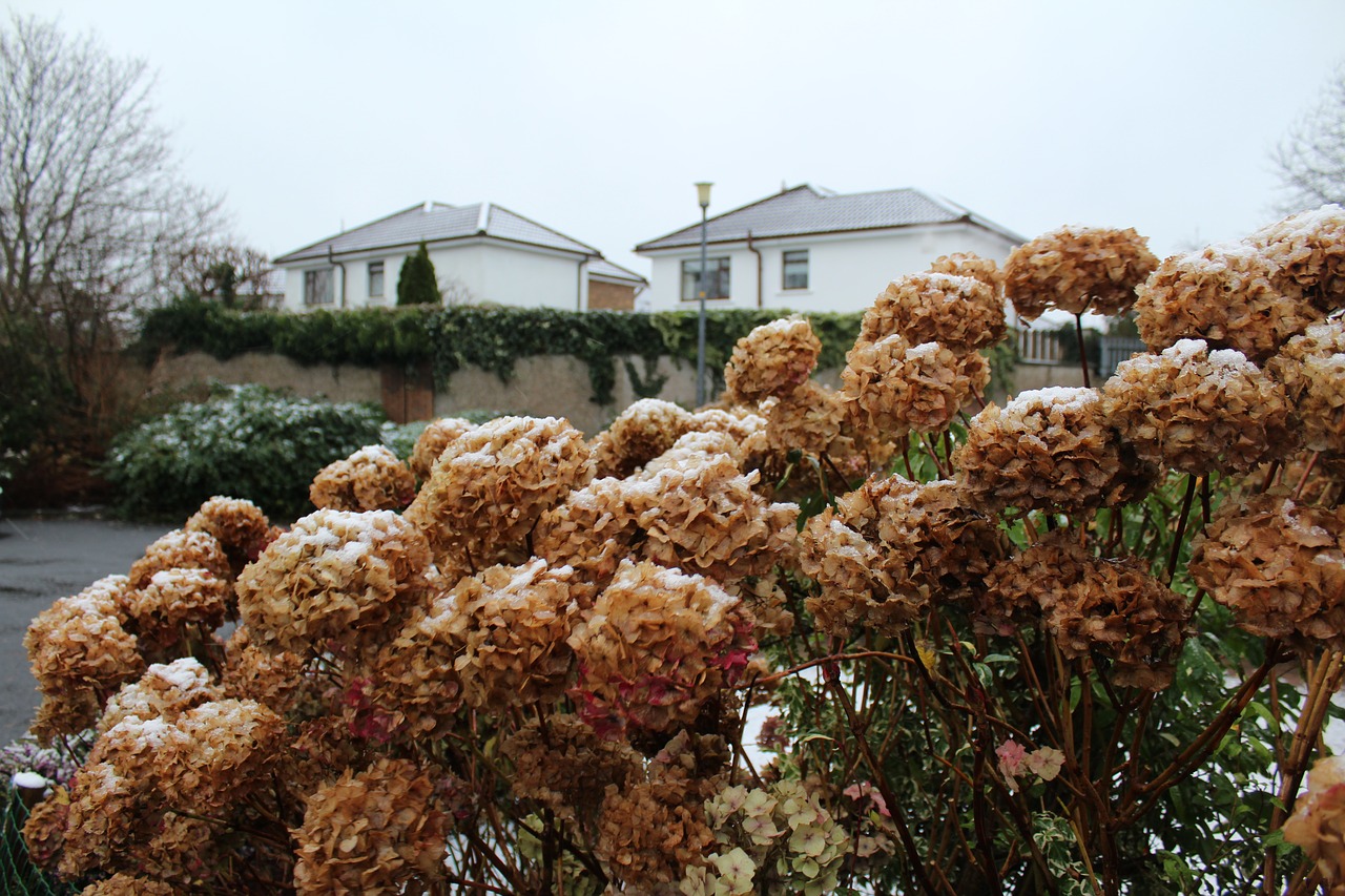 plants  outdoor  winter free photo