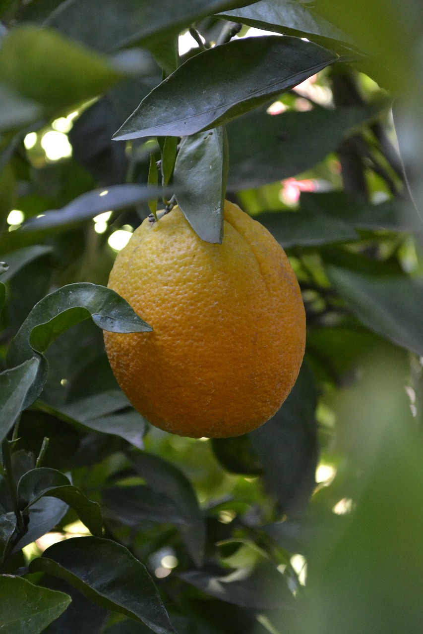 plants  fruit trees  orange free photo