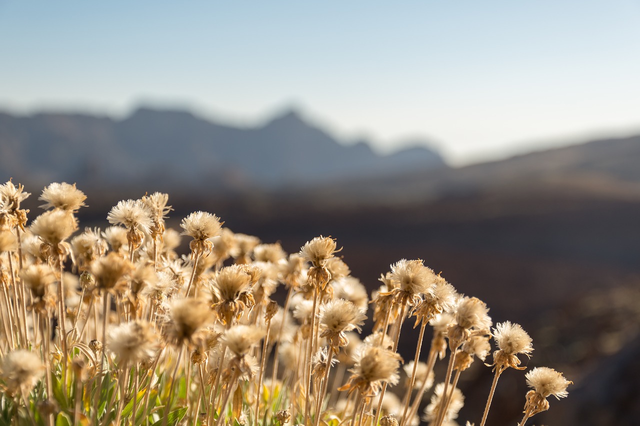 plants  flowers  dry free photo