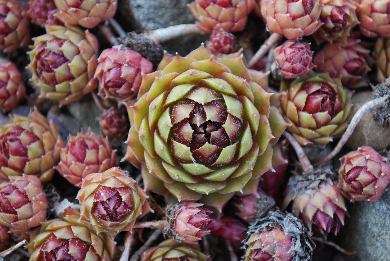 plants  leaf  geometry free photo