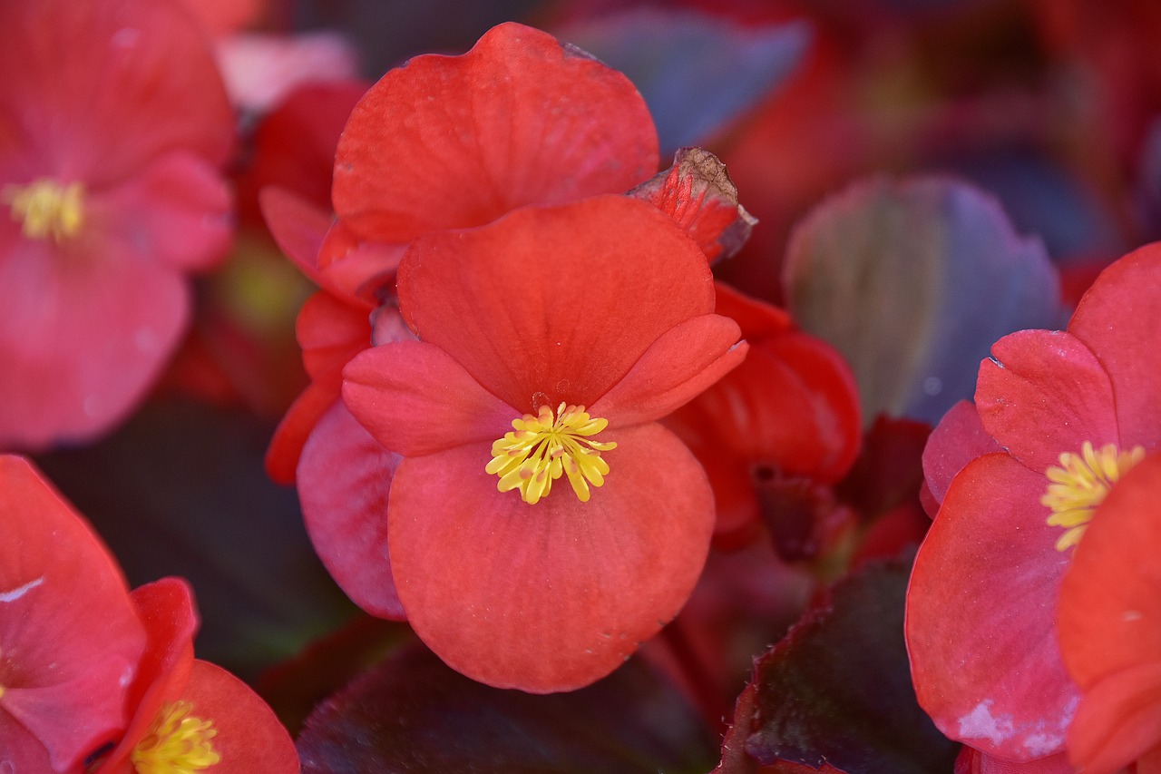 plants  flower  garden free photo