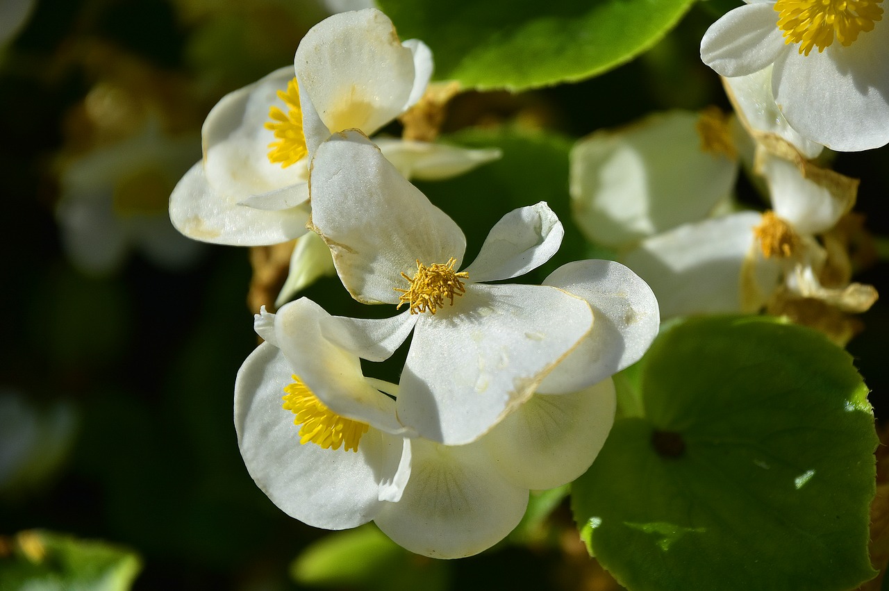 plants  flower  garden free photo